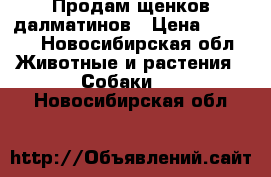 Продам щенков далматинов › Цена ­ 6 500 - Новосибирская обл. Животные и растения » Собаки   . Новосибирская обл.